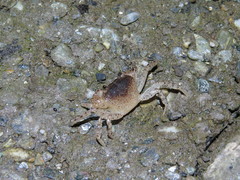 Geothelphusa bicolor