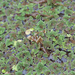 Azolla pinnata asiatica - Photo (c) 曾云保, some rights reserved (CC BY-NC), uploaded by 曾云保