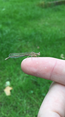 Platycnemis