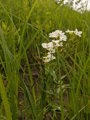 Armoracia sisymbrioides