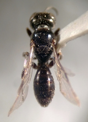 Crossocerus