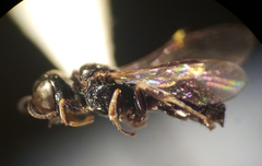 Crossocerus