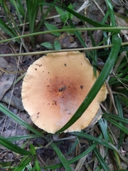 Lactifluus rugatus