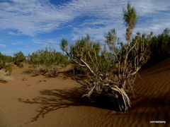 Haloxylon ammodendron