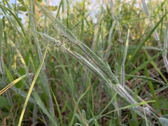 Dichanthelium praecocius