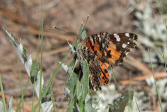 Cirsium grahamii