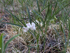 Lathyrus graminifolius