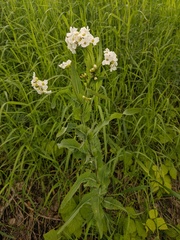 Armoracia sisymbrioides