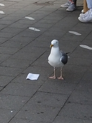 Larus argentatus