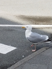 Larus argentatus
