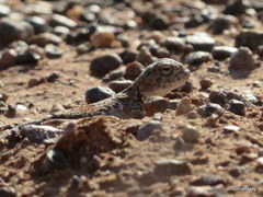 Phrynocephalus versicolor