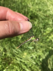 Ophiogomphus incurvatus
