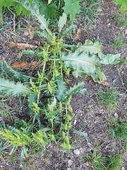 Rumex longifolius