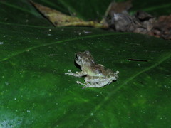 Kurixalus berylliniris