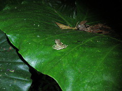 Kurixalus berylliniris