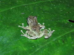 Kurixalus berylliniris