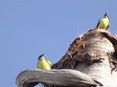 Pitangus sulphuratus