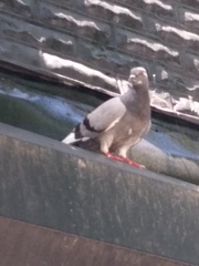 Columba livia