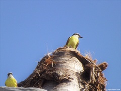 Pitangus sulphuratus