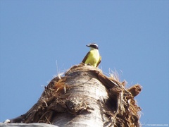 Pitangus sulphuratus