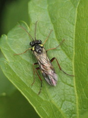 Aglaostigma aucupariae