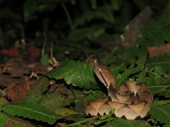 Deinagkistrodon acutus