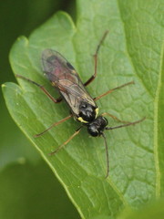 Aglaostigma aucupariae