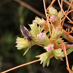 Lopidea marginata