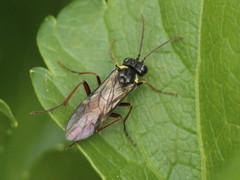 Aglaostigma aucupariae