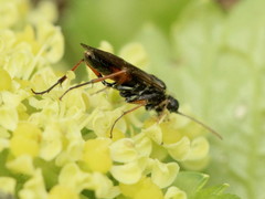 Aglaostigma aucupariae