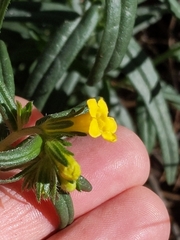 Lithospermum multiflorum