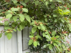 Heliconius charithonia