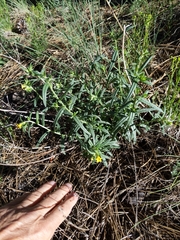 Lithospermum multiflorum