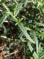 Lithospermum multiflorum