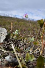 Primula scandinavica