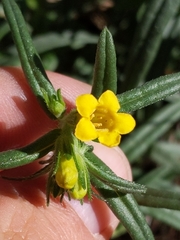 Lithospermum multiflorum