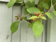 Heliconius charithonia