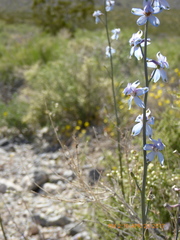 Delphinium parishii parishii