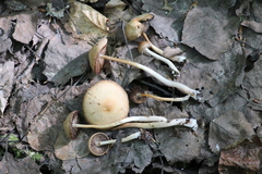 Psathyrella noli-tangere