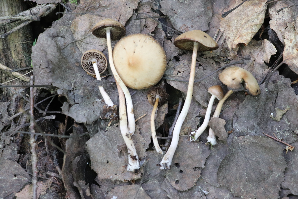 Psathyrella noli-tangere