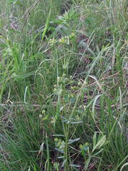 Euphorbia microcarpa
