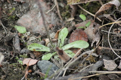 Primula scandinavica
