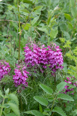 Pedicularis rubens