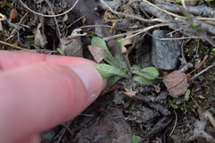 Primula scandinavica