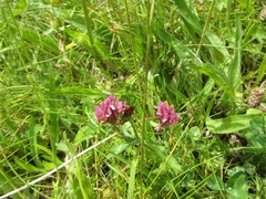 Trifolium pratense