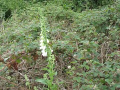 Digitalis purpurea
