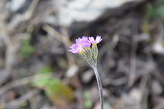 Primula scandinavica