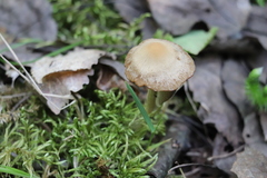 Psathyrella noli-tangere