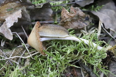 Psathyrella noli-tangere