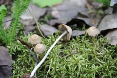 Psathyrella noli-tangere